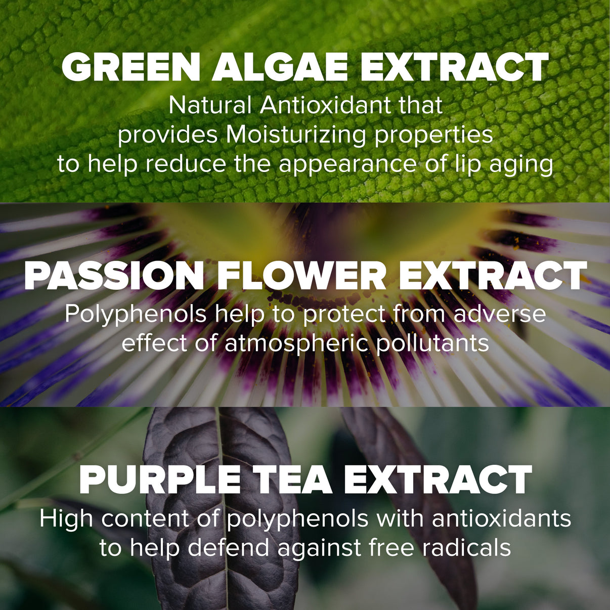 Green Algae Extract
A natural antioxidant that provides moisturizing properties to help reduce the appearance of lip aging.
Passion Flower Extract
Rich in polyphenols, it helps protect the lips from the harmful effects of environmental pollutants.
Purple Tea Extract
Packed with polyphenols and antioxidants, it helps defend against free radicals and environmental stressors.